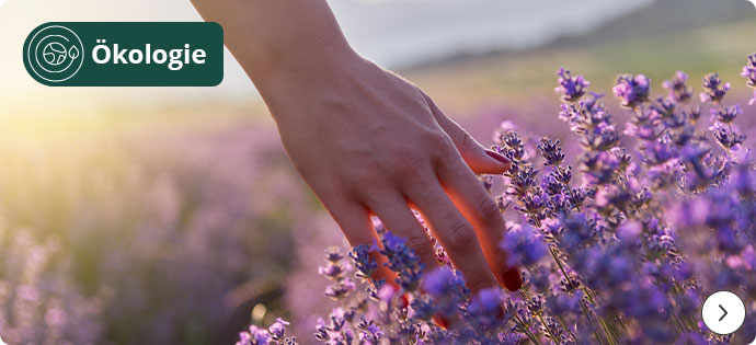 Ökologie. Hand streicht über Lavendel