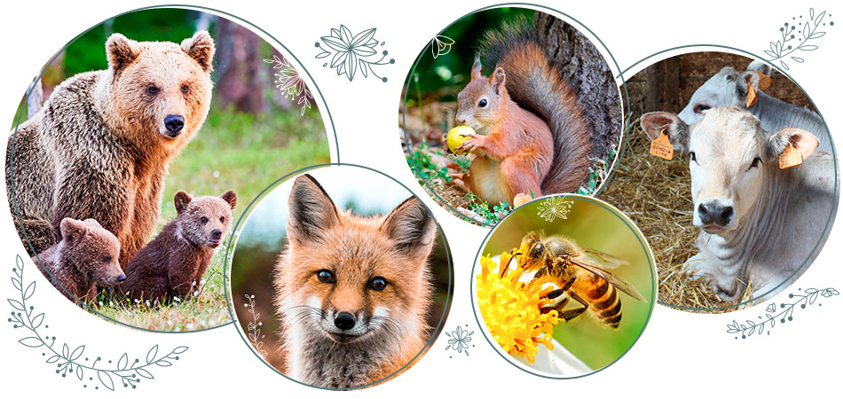 Header Naturschutz Landingpage