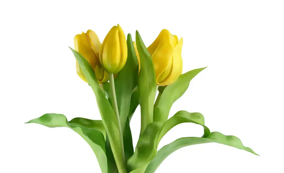 Tulpenbund, Detailansicht