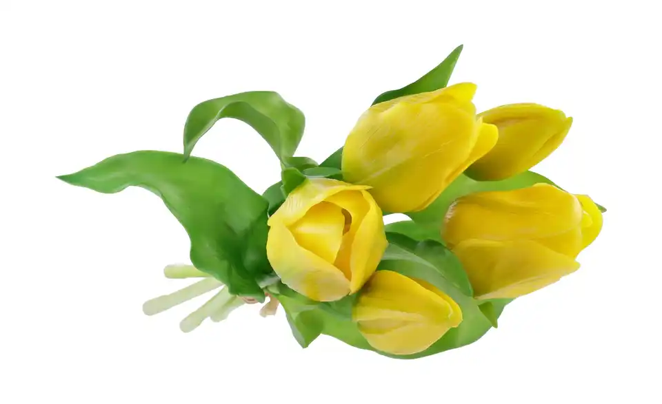 Tulpenbund, Perspektive