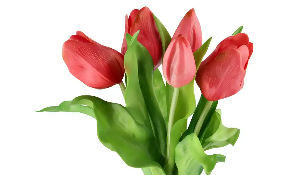 Tulpenbund, Detailansicht