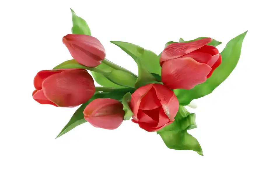 Tulpenbund, Perspektive