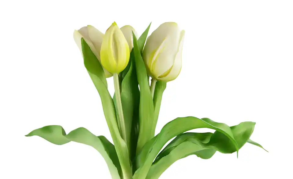 Tulpenbund, Detailansicht