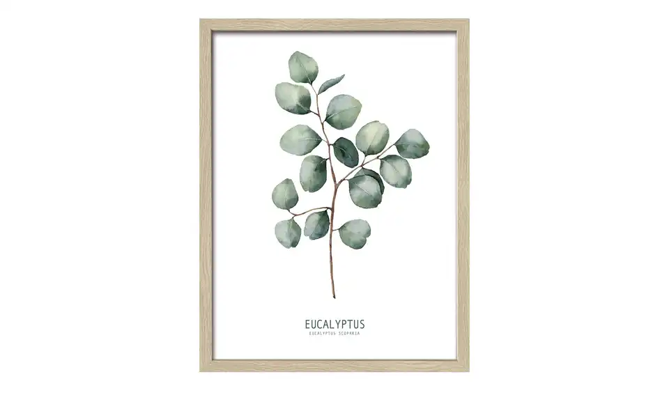 Gerahmtes Bild Scandic Different Eucalyptus Branches II, Frontansicht
