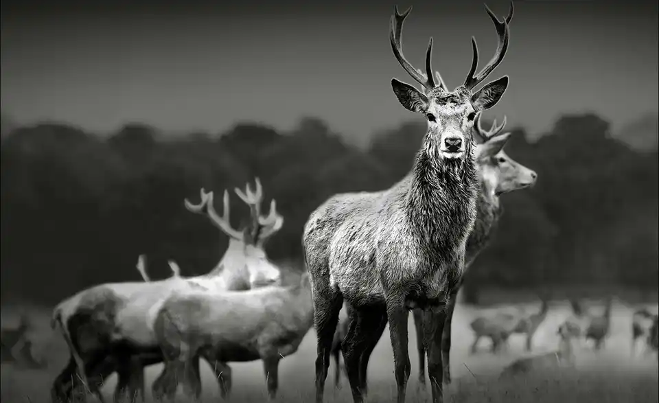 Kunstleinwand 80x60 cm "Herd Of Deer", Frontansicht