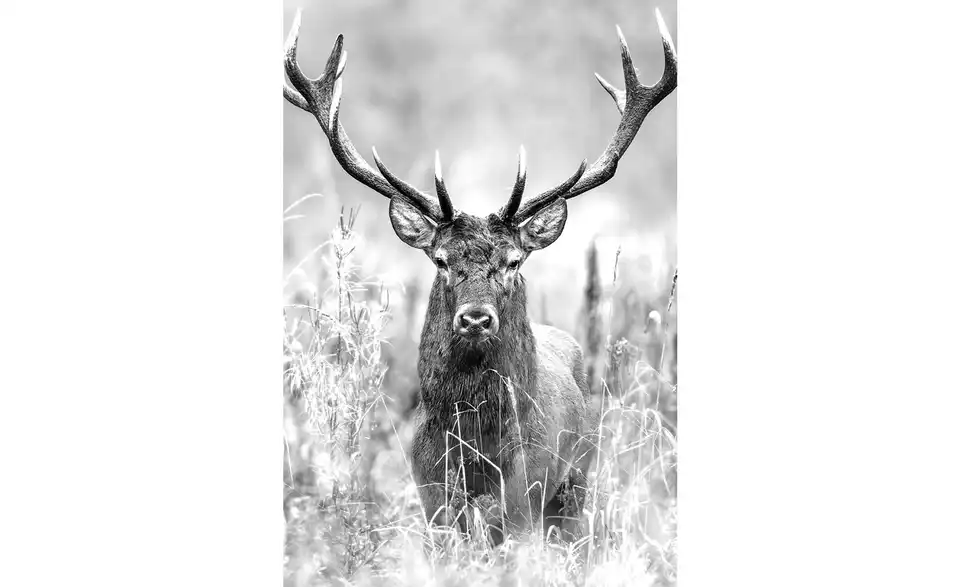 Kunstleinwand 60x80 cm "Grey Deer Head II", Frontansicht