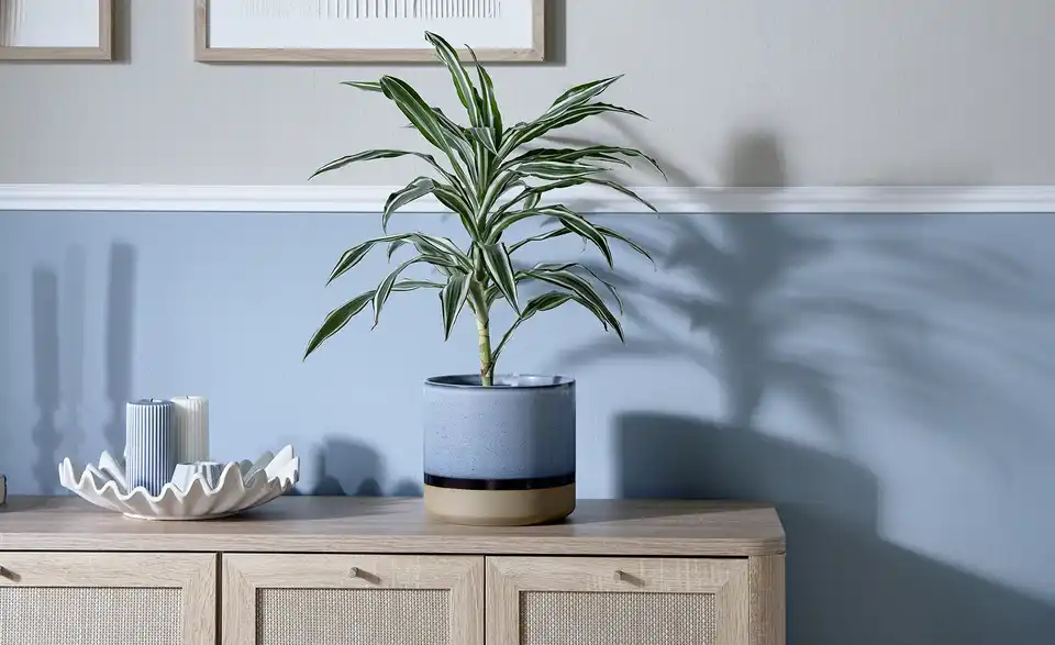 Übertopf, in Wohnsituation