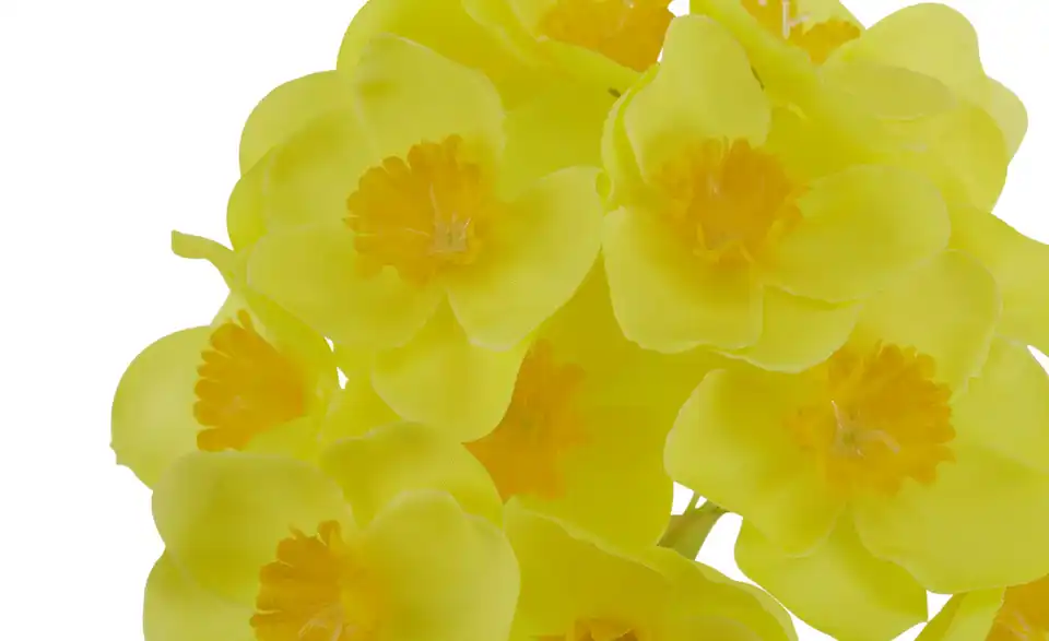 Narzissenbund, Detailansicht