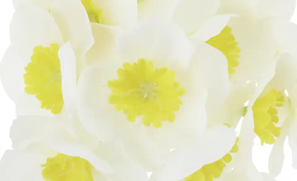 Narzissenbund, Detailansicht