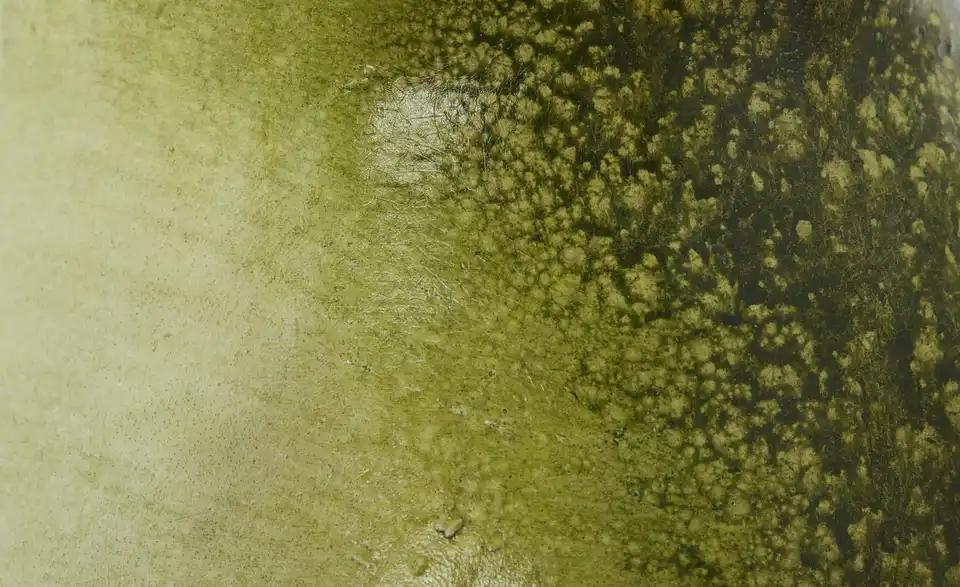 HOME STORY Deko Figur Frosch, Detailansicht