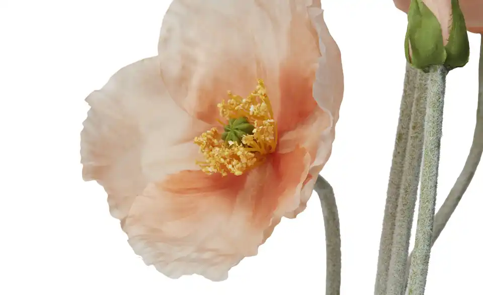 Klatschmohn, Detailansicht
