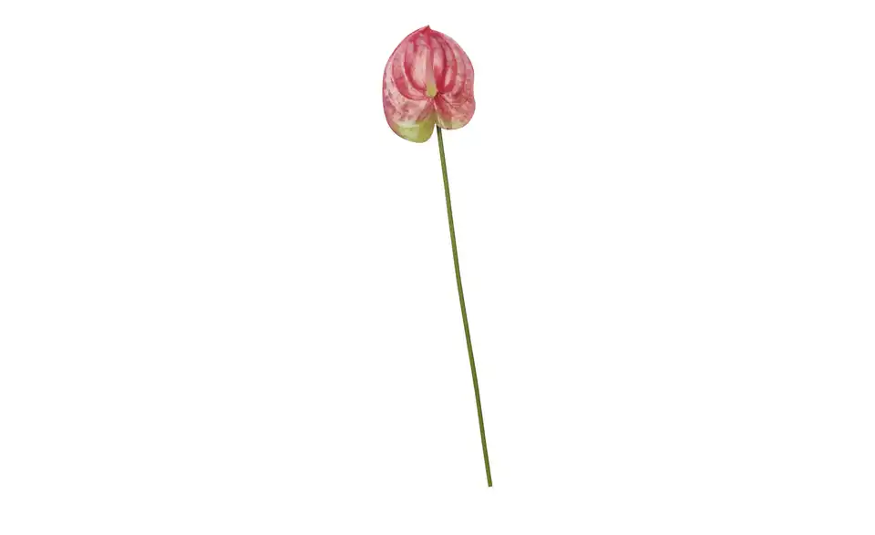 Kunstblume Anthurium, Perspektive