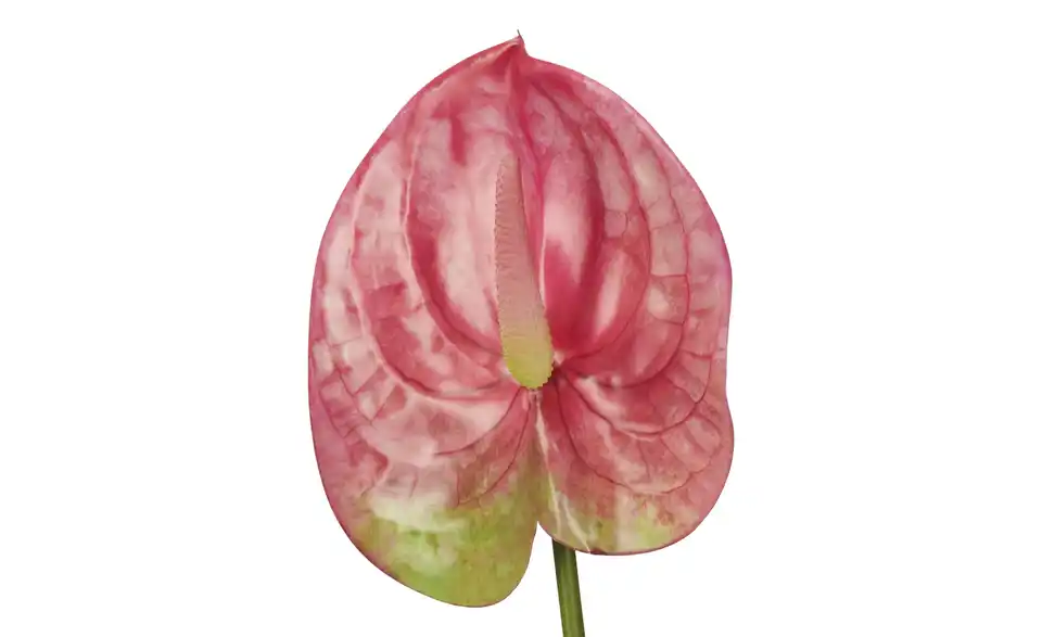 Kunstblume Anthurium, Detailansicht