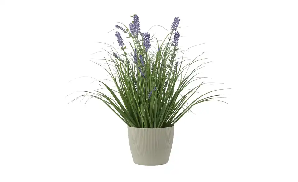 Lavendel getopft, Perspektive