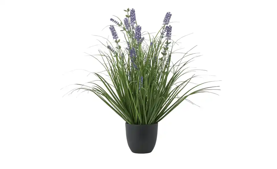Lavendel getopft, Perspektive