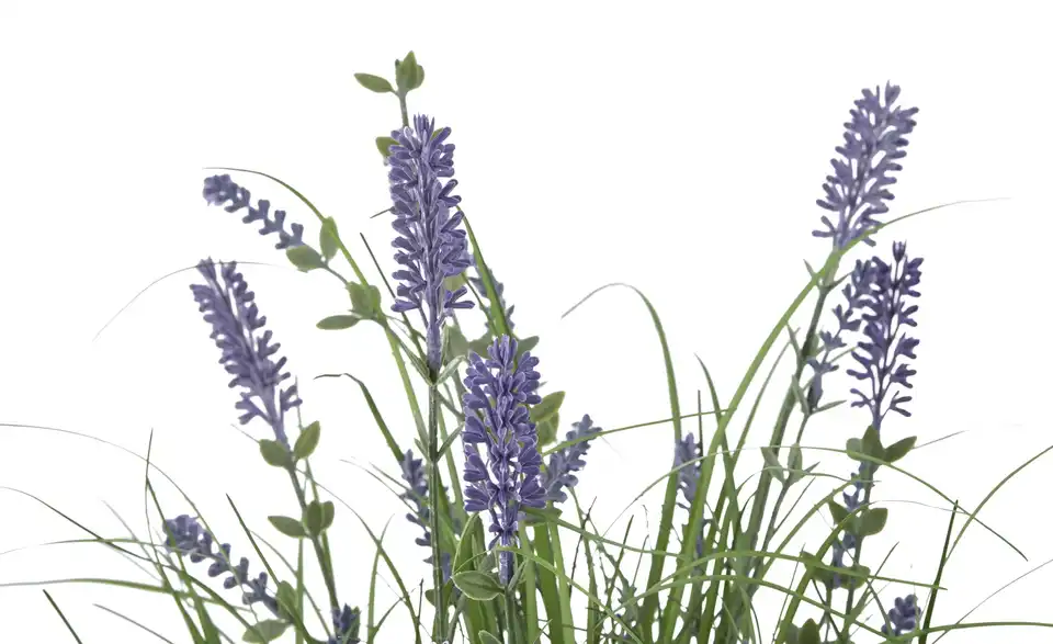 Lavendel getopft, Detailansicht
