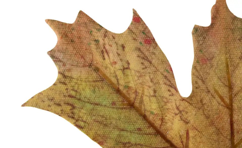Ahornzweig, Detailansicht