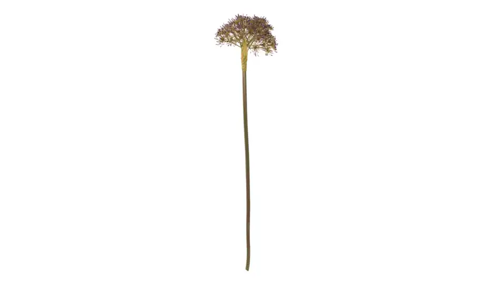 Kunstblume Achillea, Perspektive