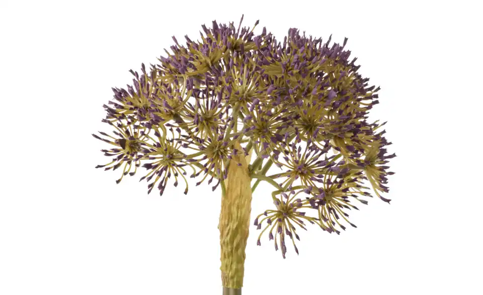 Kunstblume Achillea, Detailansicht