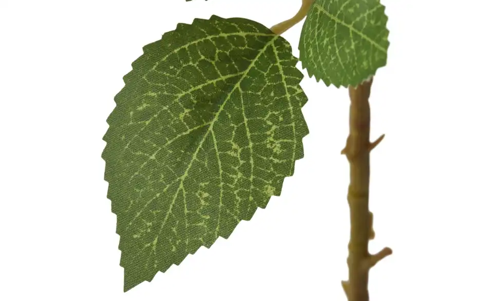Brombeerzweig, Detailansicht