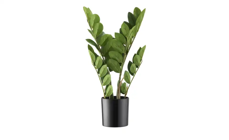 Zamifolia getopft, Perspektive