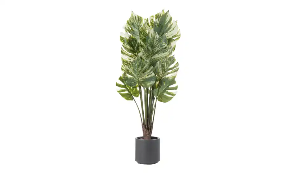 Philodendron getopft, Perspektive