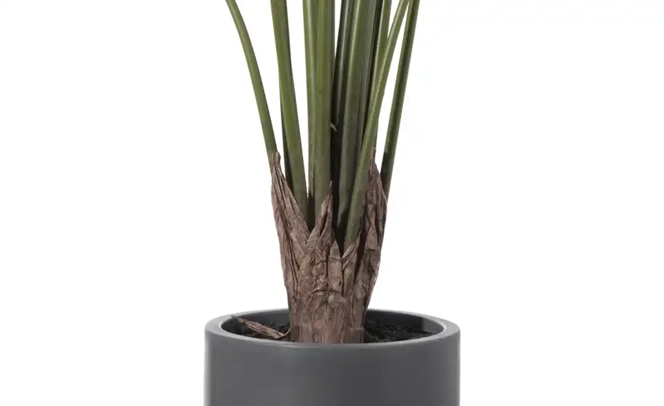 Philodendron getopft, Detailansicht