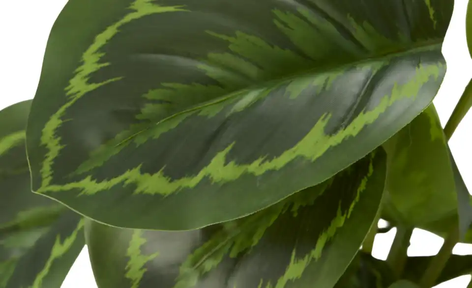 Maranta getopft, Detailansicht