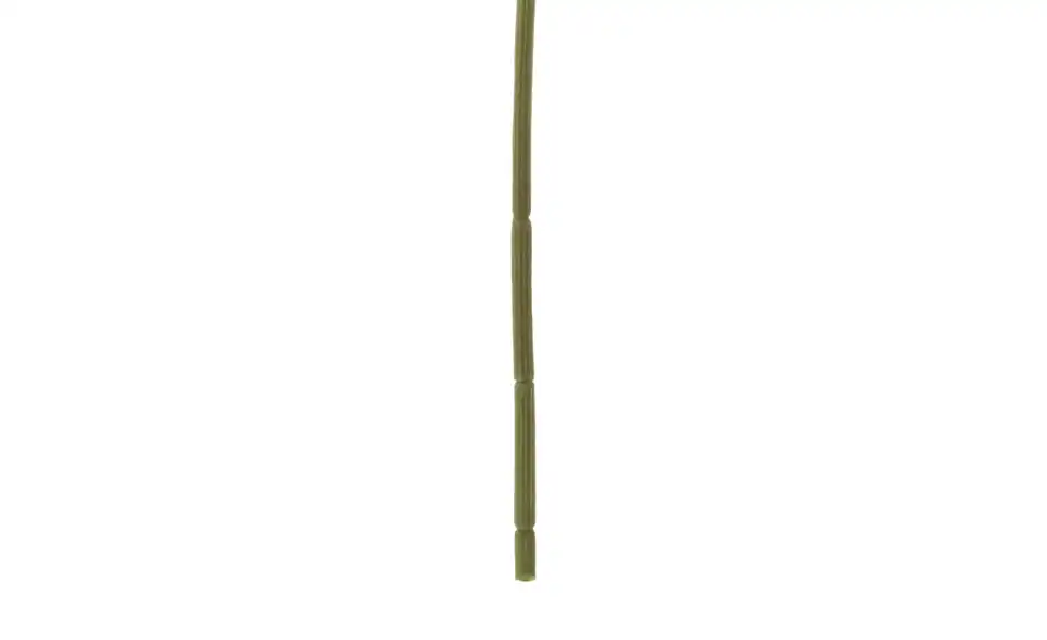 Spinnenlilie, Detailansicht