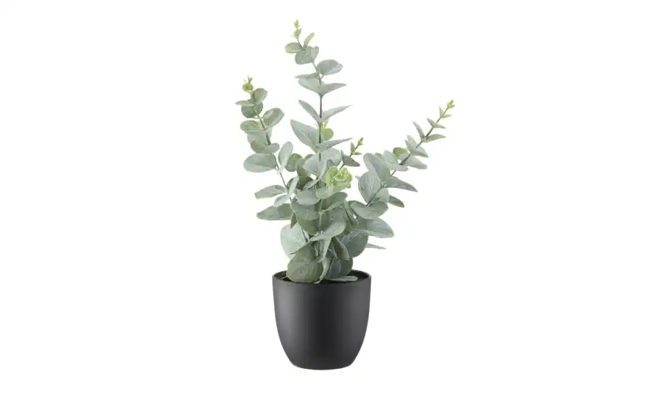 Eukalyptus getopft, Perspektive