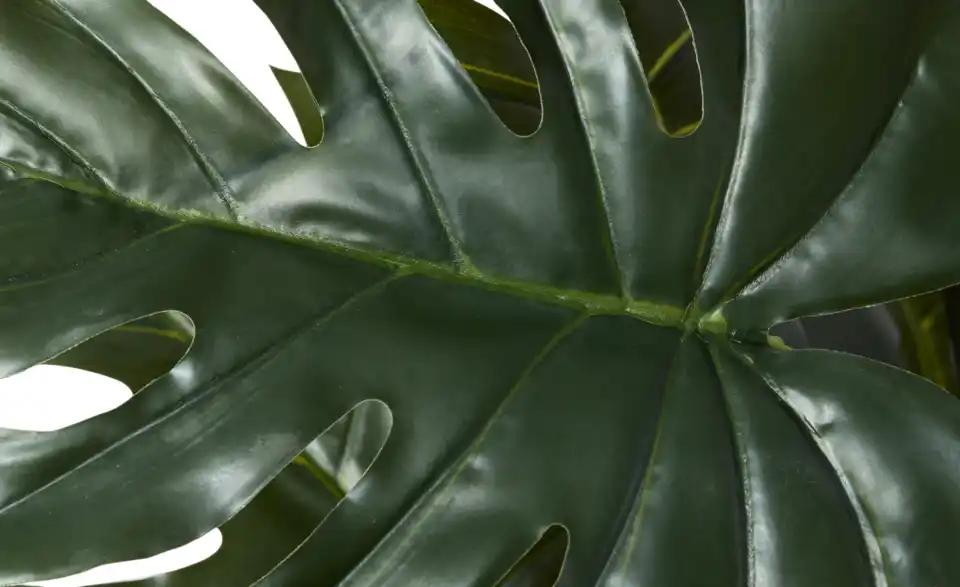 Philodendron getopft, Detailansicht
