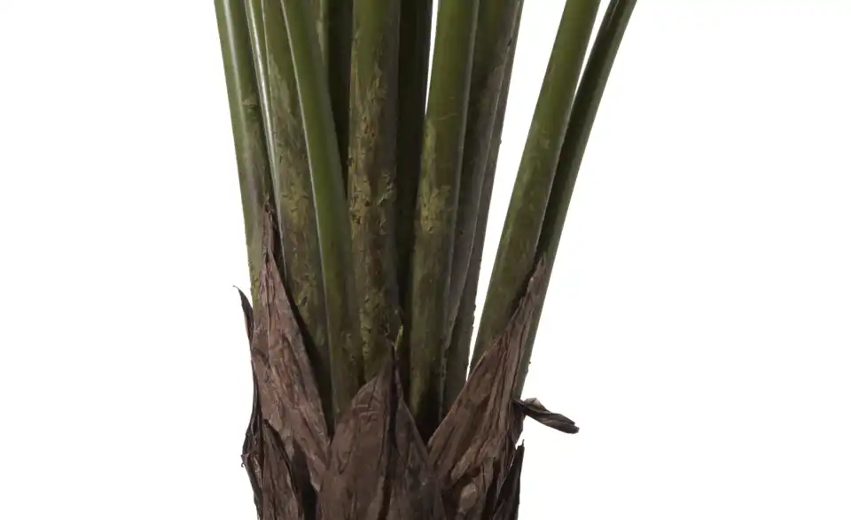 Philodendron getopft, Detailansicht