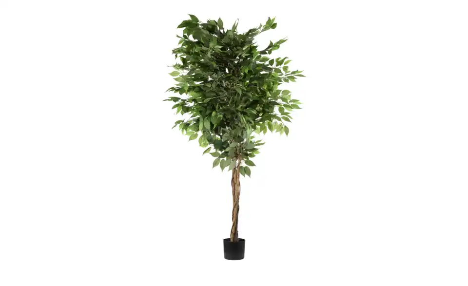 Ficus Benjamini getopft, Perspektive