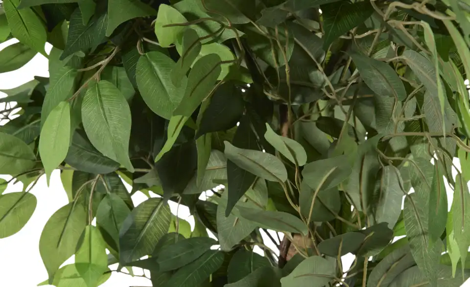 Ficus Benjamini getopft, Detailansicht