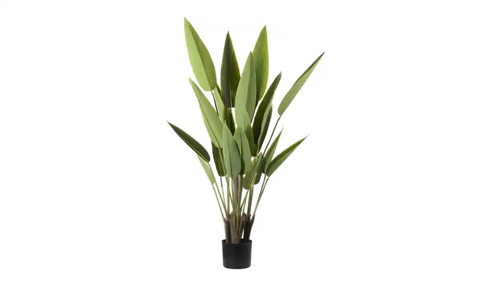 Strelitzia getopft, Perspektive