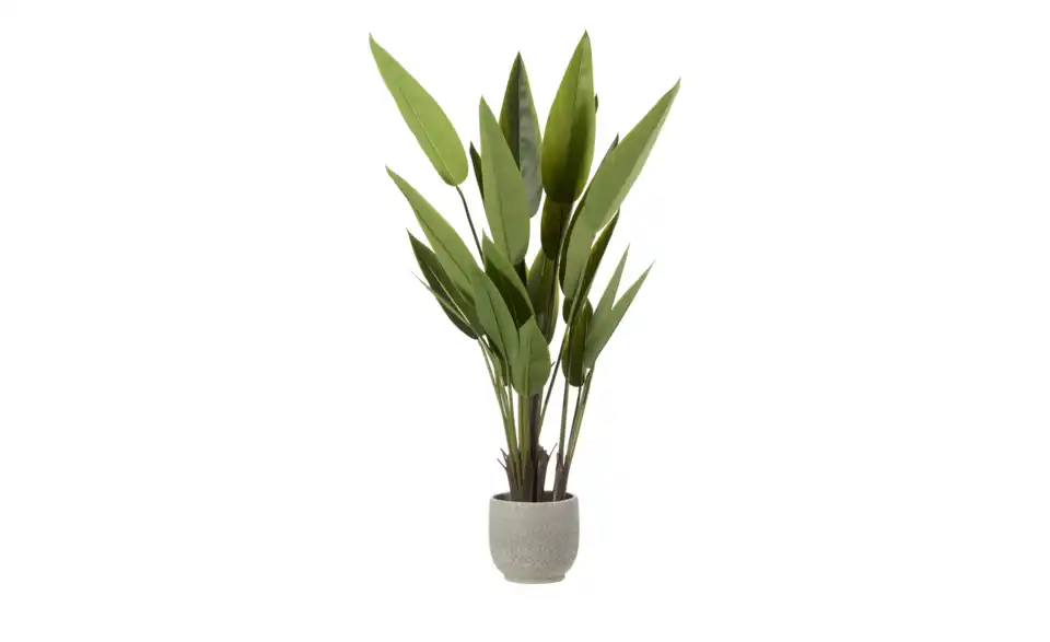 Strelitzia getopft, Perspektive