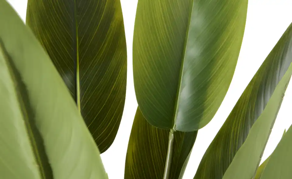 Strelitzia getopft, Detailansicht