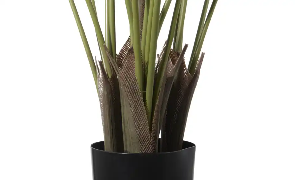 Strelitzia getopft, Detailansicht