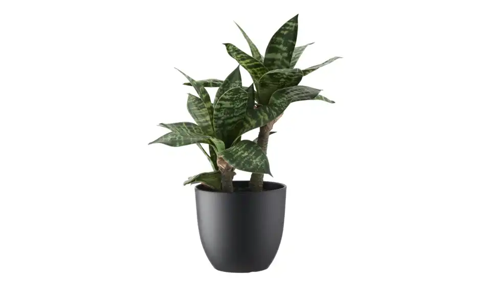 Sansevieria getopft, Perspektive