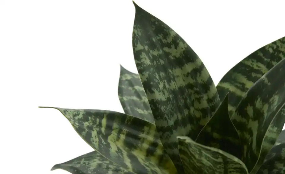 Sansevieria getopft, Detailansicht