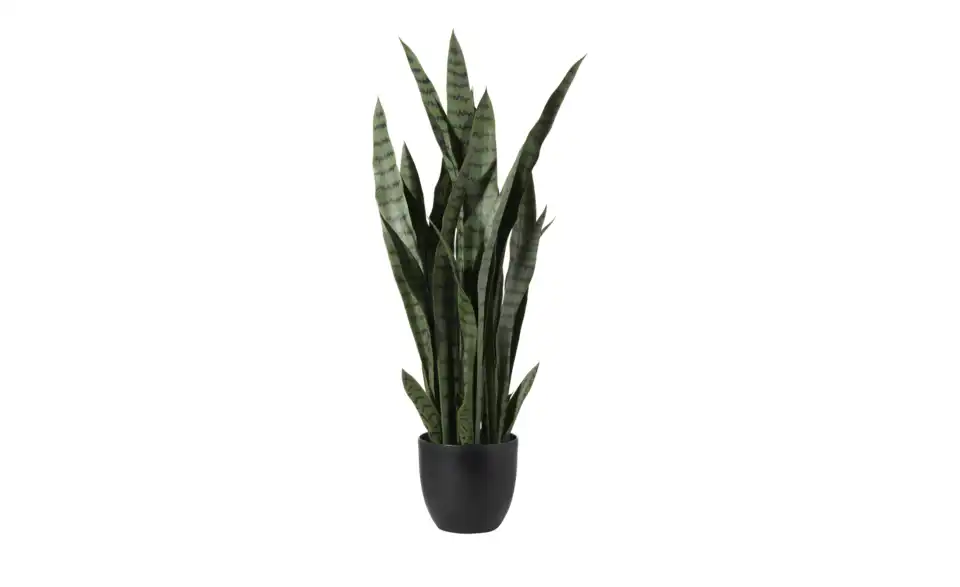 Sansevieria getopft, Perspektive