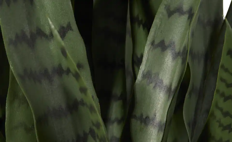 Sansevieria getopft, Detailansicht
