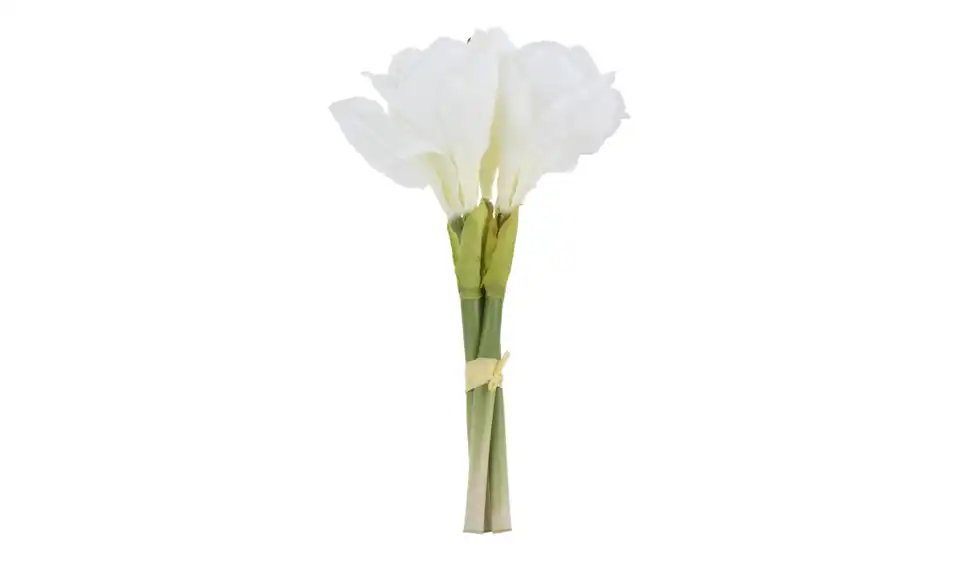 Amaryllis, Perspektive