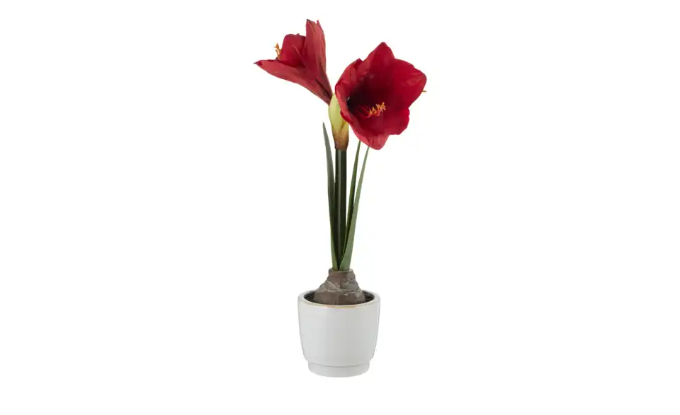Amaryllis getopft, Perspektive