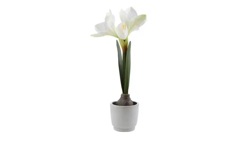 Amaryllis getopft, Perspektive