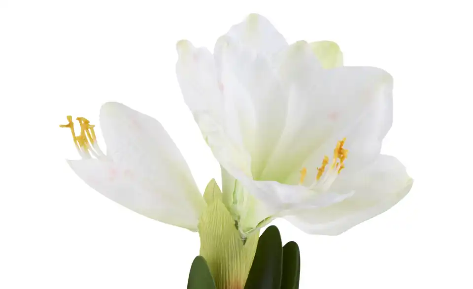 Amaryllis getopft, Detailansicht