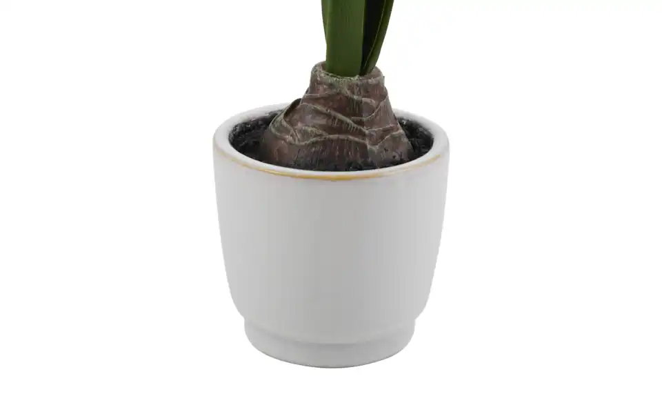 Amaryllis getopft, Detailansicht
