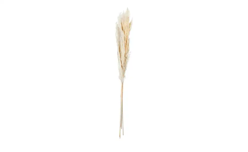 ASA SELECTION Trockenblumen, Frontansicht