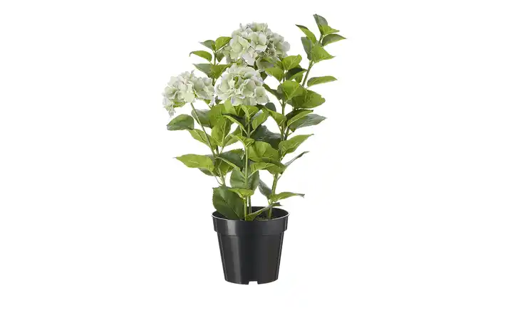  Hortensie getopft  