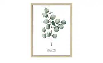  Gerahmtes Bild Scandic  Different Eucalyptus Branches II